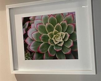 Succulent picture, approx 13" x 17",  $35