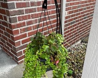 Standing Shepard hook with plant,  was $34, NOW $25