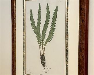 Item 119:  "Polystichum Lonchitis" Framed Print - 26.5" x 33.5":  $128 