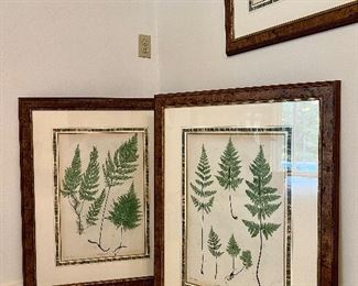 Item 120:  (2) Framed Fern Prints - 26.5" x 33.5":  $128/Each