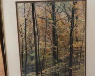 Archambeault - Lilly’s Woods 