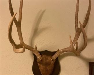 Deer mount 
Animal horn mount 