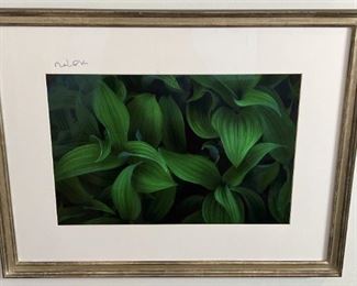 Nolok Framed Photograph