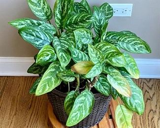 Planter with very nice Live plant