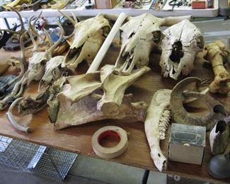 Antlers and Skulls