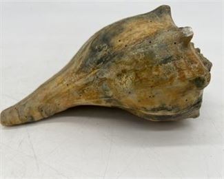 Lot 046
Brown Conch Shell
