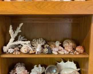 Large seashell collection