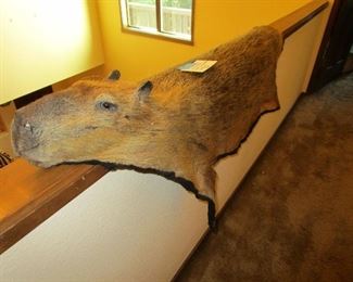 A Capybara - the largest living rodent (native to South America)