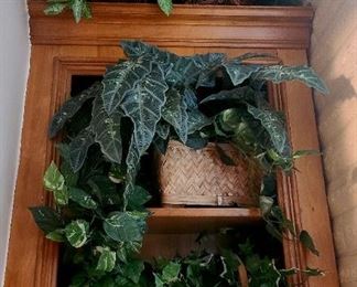 Decorative ivy plants in baskets