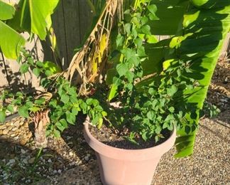 PLANTS PLANTS PLANTS 🪴 