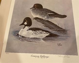 Common Goldeneye - unframed