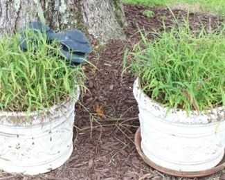 313 - Pair Potted Plants with Planters 14" x 17"