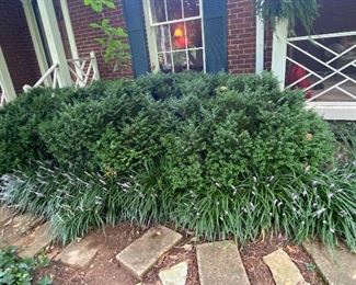 Boxwoods and liriope
