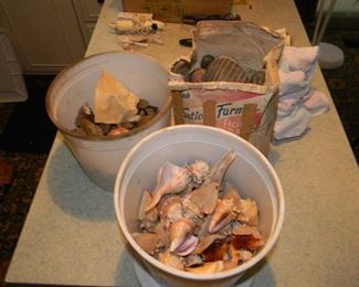 assorted shells 