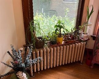 Many live potted plants to add oxygen to your home or apartment!