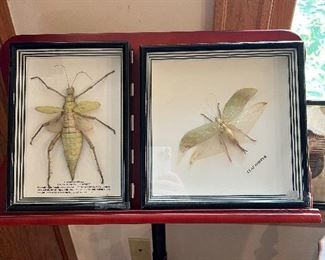 Large framed insects