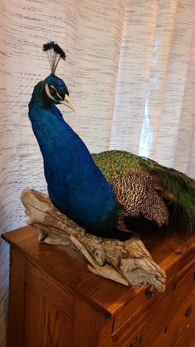Elegant taxidermy peacock - the next best thing to a live bird - but without the noise and mess!