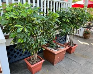 Two incredible 5’ Schefflera plants
