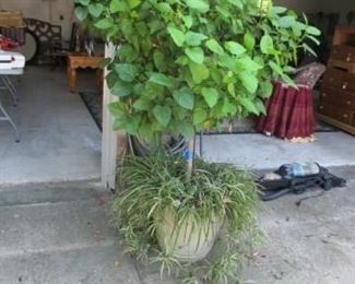 Live Hisbiscus tree, #1 of 4