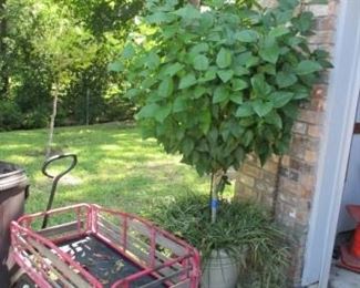 Live Hisbiscus plant, #2 or 4. Wagon not available.