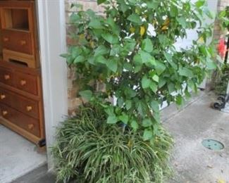 Live Hibiscus plants, #3 or 4