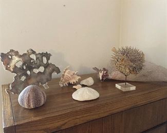 Coral, puffer, stone, sand dollar, shells