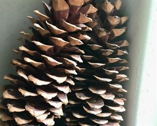 Large pine cones