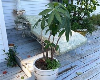 Plants & patio furniture pieces