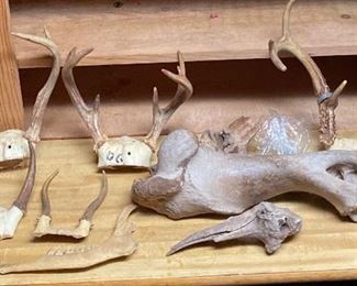 Bones, Antlers, and More