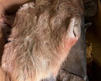 Whisperers animal pelts