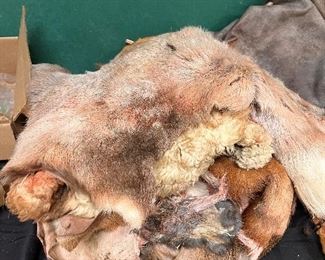 Whisperers animal pelts