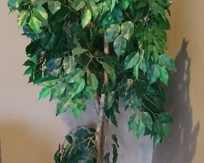 Artificial ficus trees