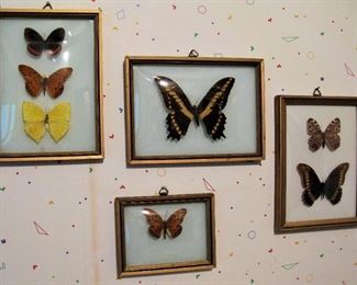 Real Framed Butterflies