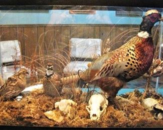 Taxidermy Ring Neck Pheasant Display