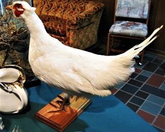 Taxidermy White Pheasant