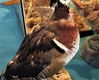 Taxidermy Wood Duck