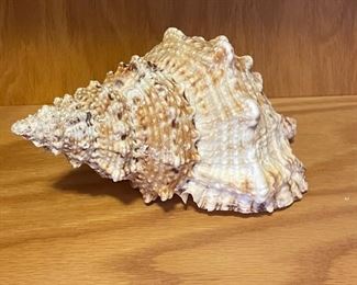 Large sea shell, 8"W,  was $14, NOW $9