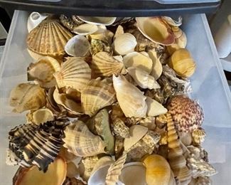 Shell drawer #1,  mixed sea shells, was $10, NOW $7