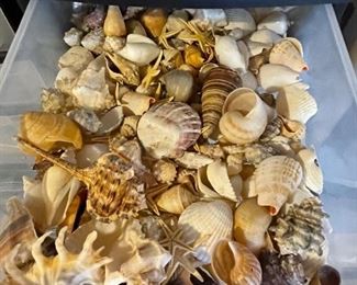 Shell drawer #2, mixed sea shells, was $10, NOW $7