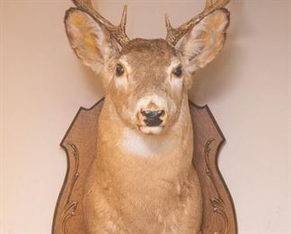 10 Point Whitetail Buck Deer Taxidermy Shoulder Mount 