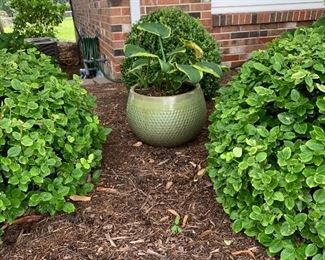 Outdoor plants with decorative pots 