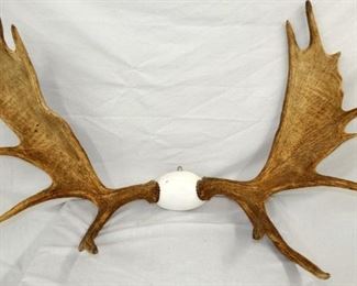 MOOSE ANTLERS