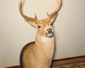 Deer Mount 