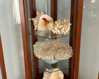 Hand carved display cabinet - large shells & natural coral