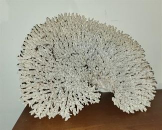 Giant Coral