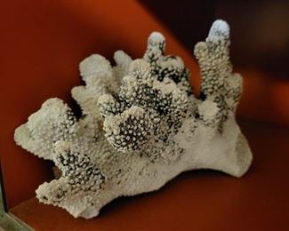 natural cat's paw coral