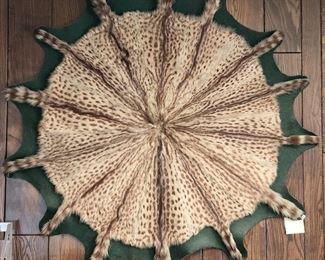 European spotted genet