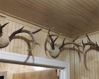 Antlers 3 Sets