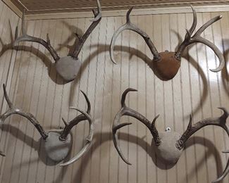 Antlers 4 Sets