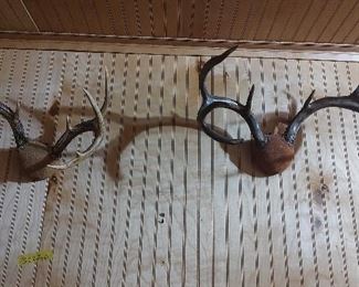 Excellent Whitetail Racks